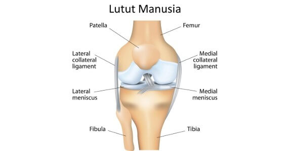 anatomi lutut manusia