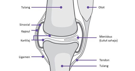 anatomi lutut